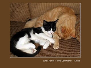 Luna & Romeo / photo: Den Maloney - Kansas
 