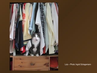 Lulu – Photo: Ingrid Schagemann
 
