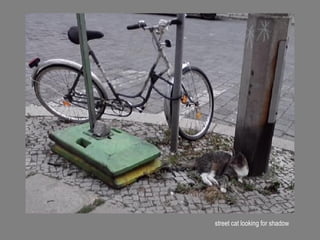 street cat looking for shadow
 