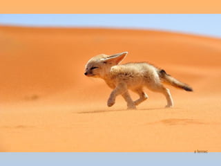 a fennec
 