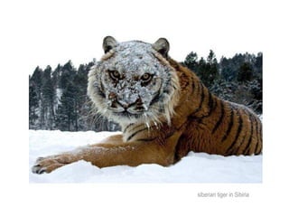 siberian tiger in Sibiria
 