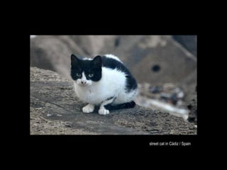 street cat in Cádiz / Spain
 