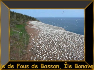 29Colonie de Fous de Bassan, Île Bonaventure