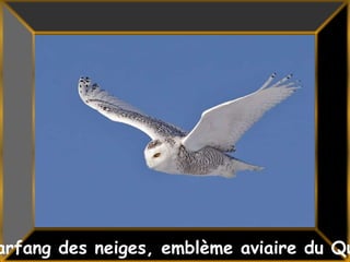 38Le Harfang des neiges, emblème aviaire du Québec