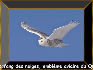38<br />Le Harfang des neiges, emblème aviaire du Québec<br />