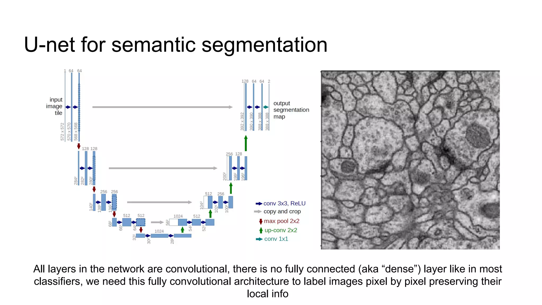 U-net for semantic segmentation
All layers in the network are convolutional, there is no fully connected (aka “dense”) layer like in most
classifiers, we need this fully convolutional architecture to label images pixel by pixel preserving their
local info
 
