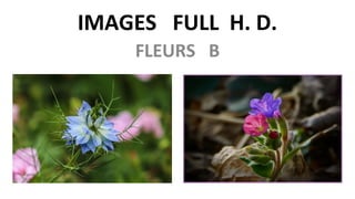 IMAGES FULL H. D.
FLEURS B
 