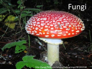 Fungi




http://www.flickr.com/photos/two-wrongs/321902538
 