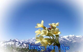 Images from Alps 