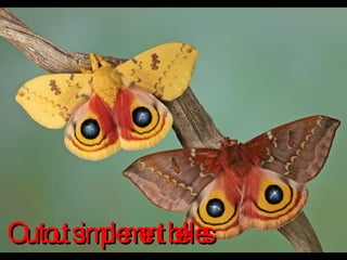 Ou tout simplement belles 