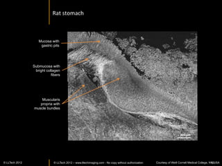Sorghum	
  cross	
  secIon:	
  naIve	
  ﬁeld	
  view	
  



                                                                                             800um	
  x	
  800um	
  	
  
                                                                                             en	
  face	
  ﬁeld	
  



Reconstructed	
  
depth	
  slices	
  
	
  
500um	
  sample	
  
thickness	
  




           Courtesy of Plate-forme
     d'Histocytologie et d'Imagerie
        Cellulaire Végétale (PHIV)
          Montpellier RIO Imaging
              © LLTECH 2011                                                                                          60
 