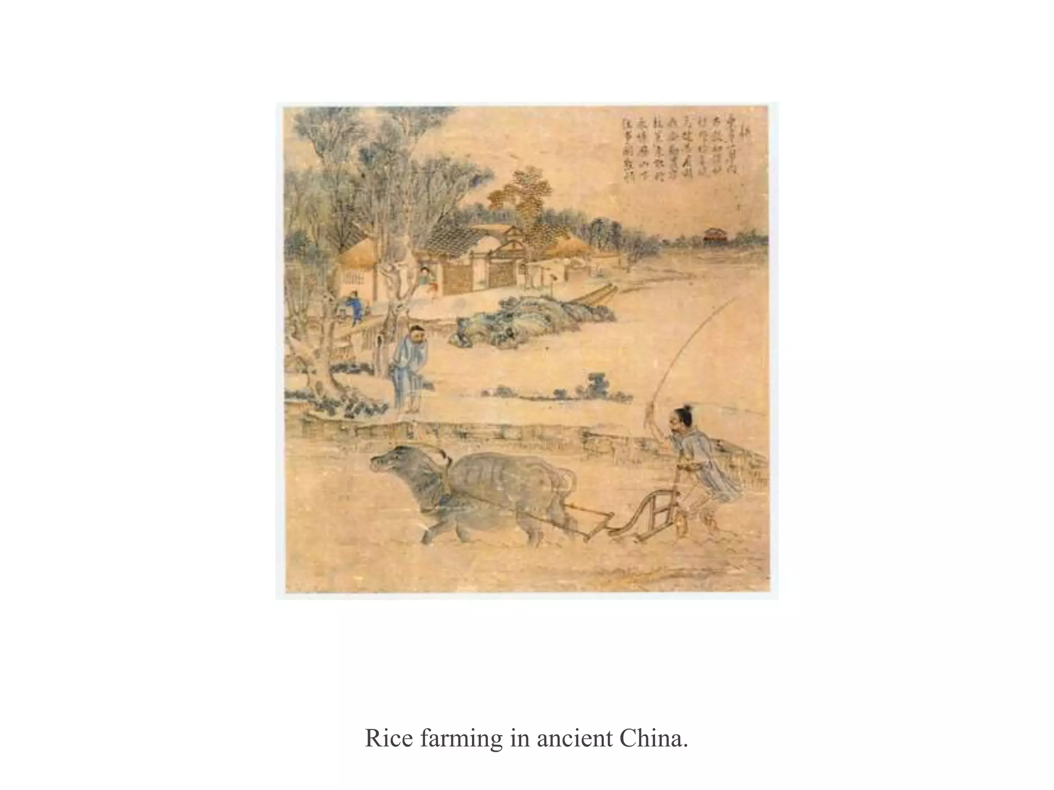 Rice farming in ancient China.
 