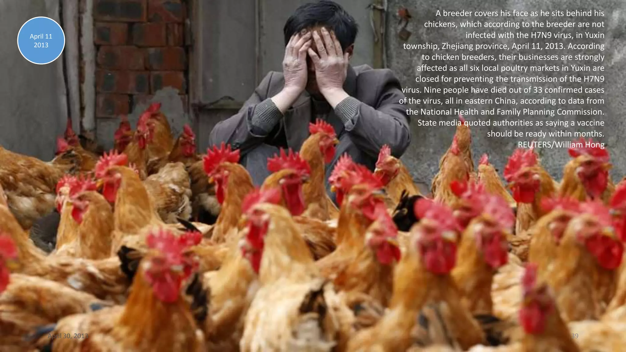A breeder covers his face as he sits behind his
chickens, which according to the breeder are not
infected with the H7N9 virus, in Yuxin
township, Zhejiang province, April 11, 2013. According
to chicken breeders, their businesses are strongly
affected as all six local poultry markets in Yuxin are
closed for preventing the transmission of the H7N9
virus. Nine people have died out of 33 confirmed cases
of the virus, all in eastern China, according to data from
the National Health and Family Planning Commission.
State media quoted authorities as saying a vaccine
should be ready within months.
REUTERS/William Hong
April 11
2013
April 30, 2013 39
 
