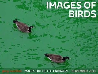 IMAGES OF
                                    BIRDS




 



    gary marlowe   IMAGES OUT OF THE ORDINARY   NOVEMBER 2011
 