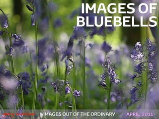 IMAGES OF
                              BLUEBELLS




 



    gary marlowe   IMAGES OUT OF THE ORDINARY   APRIL 2011
 