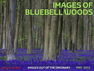 IMAGES OF
                   BLUEBELL WOODS




 



    gary marlowe   IMAGES OUT OF THE ORDINARY   MAY 2012
 