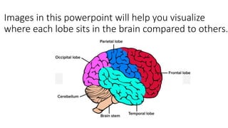 Images in this powerpoint will help you visualize
where each lobe sits in the brain compared to others.
 