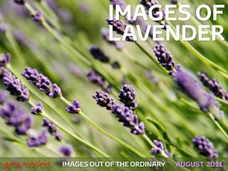 IMAGES OF
                              LAVENDER




!



    gary marlowe   IMAGES OUT OF THE ORDINARY   AUGUST 2011
 