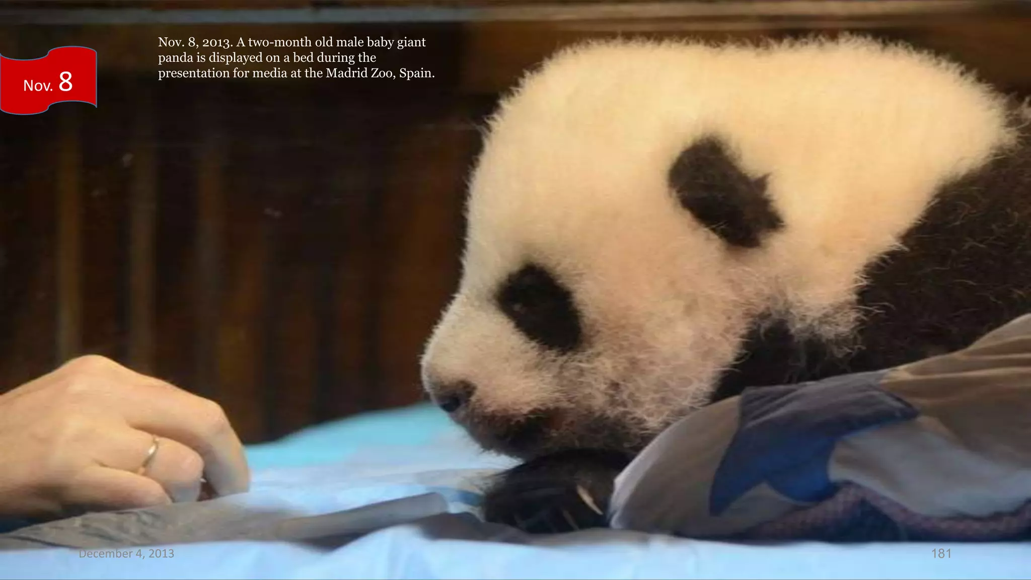 Nov.

8

Nov. 8, 2013. A two-month old male baby giant
panda is displayed on a bed during the
presentation for media at the Madrid Zoo, Spain.

December 4, 2013

181

 