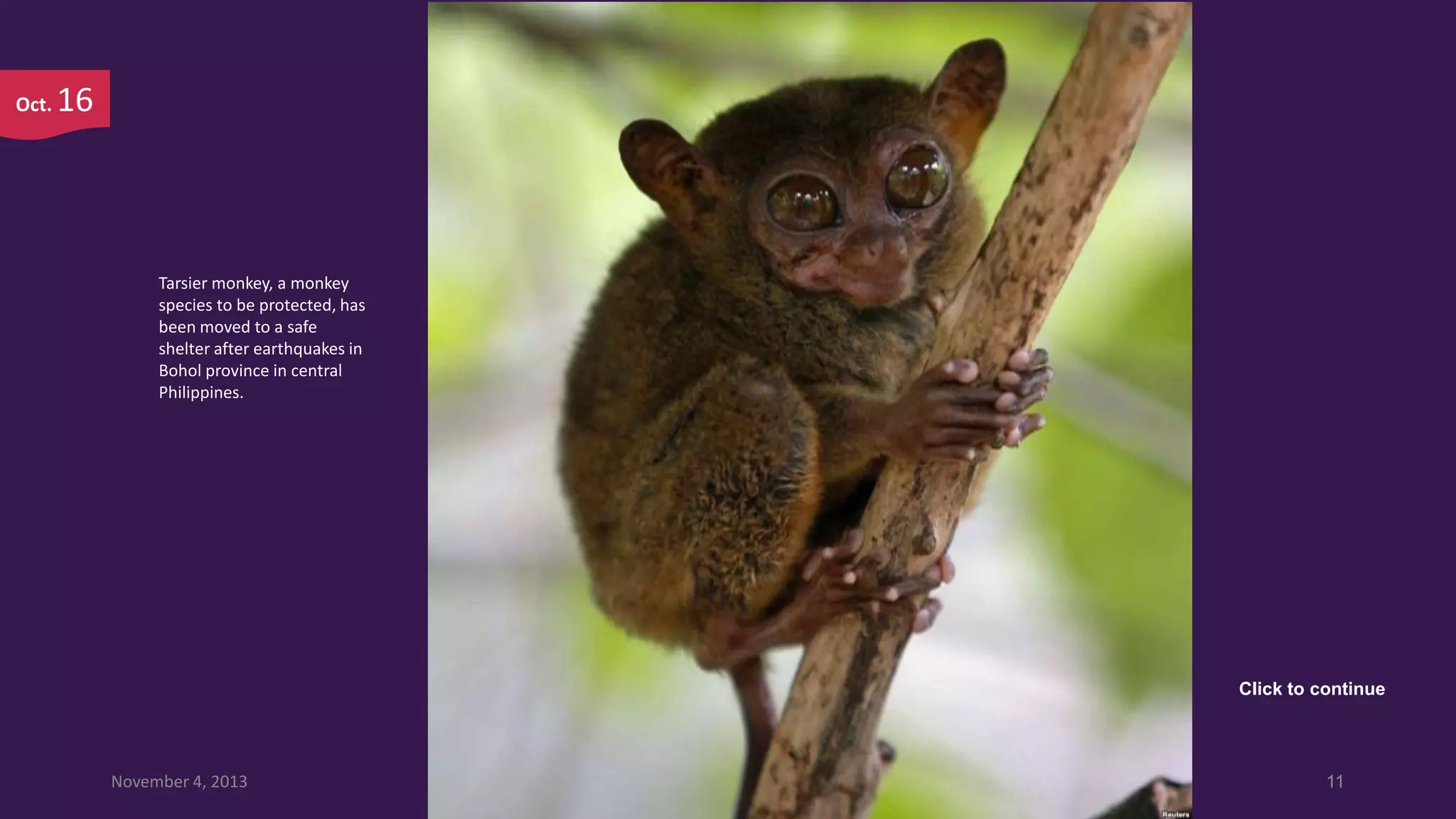 Oct.

16

Tarsier monkey, a monkey
species to be protected, has
been moved to a safe
shelter after earthquakes in
Bohol province in central
Philippines.

Click to continue

November 4, 2013

11

 