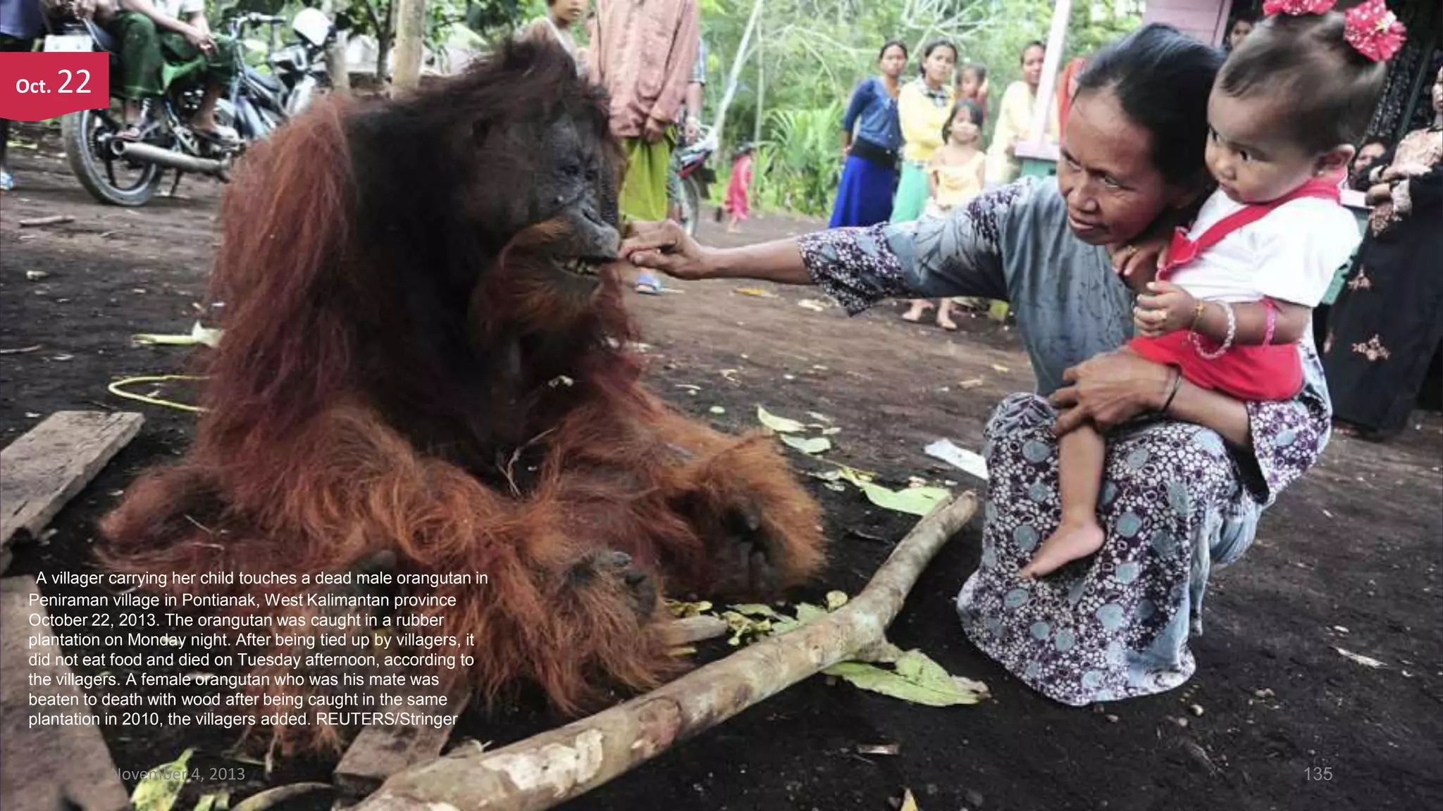 Oct.

22

A villager carrying her child touches a dead male orangutan in
Peniraman village in Pontianak, West Kalimantan province
October 22, 2013. The orangutan was caught in a rubber
plantation on Monday night. After being tied up by villagers, it
did not eat food and died on Tuesday afternoon, according to
the villagers. A female orangutan who was his mate was
beaten to death with wood after being caught in the same
plantation in 2010, the villagers added. REUTERS/Stringer

November 4, 2013

135

 