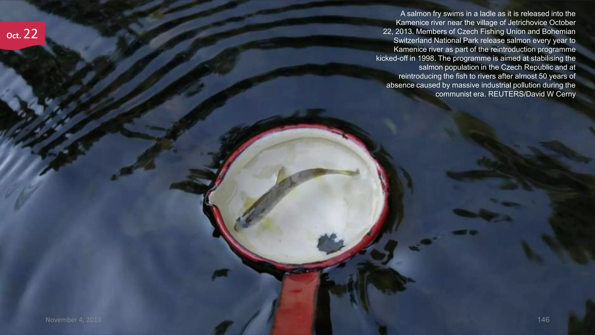 Oct.

A salmon fry swims in a ladle as it is released into the
Kamenice river near the village of Jetrichovice October
22, 2013. Members of Czech Fishing Union and Bohemian
Switzerland National Park release salmon every year to
Kamenice river as part of the reintroduction programme
kicked-off in 1998. The programme is aimed at stabilising the
salmon population in the Czech Republic and at
reintroducing the fish to rivers after almost 50 years of
absence caused by massive industrial pollution during the
communist era. REUTERS/David W Cerny

22

November 4, 2013

146

 