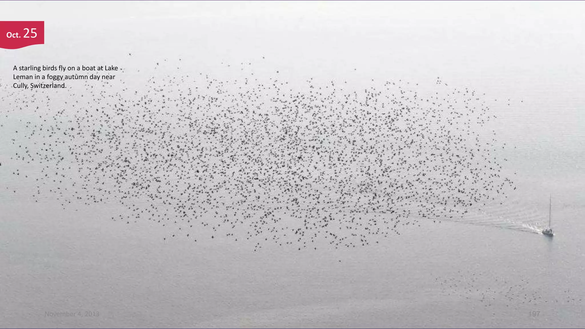 Oct.

25

A starling birds fly on a boat at Lake
Leman in a foggy autumn day near
Cully, Switzerland.

November 4, 2013

197

 