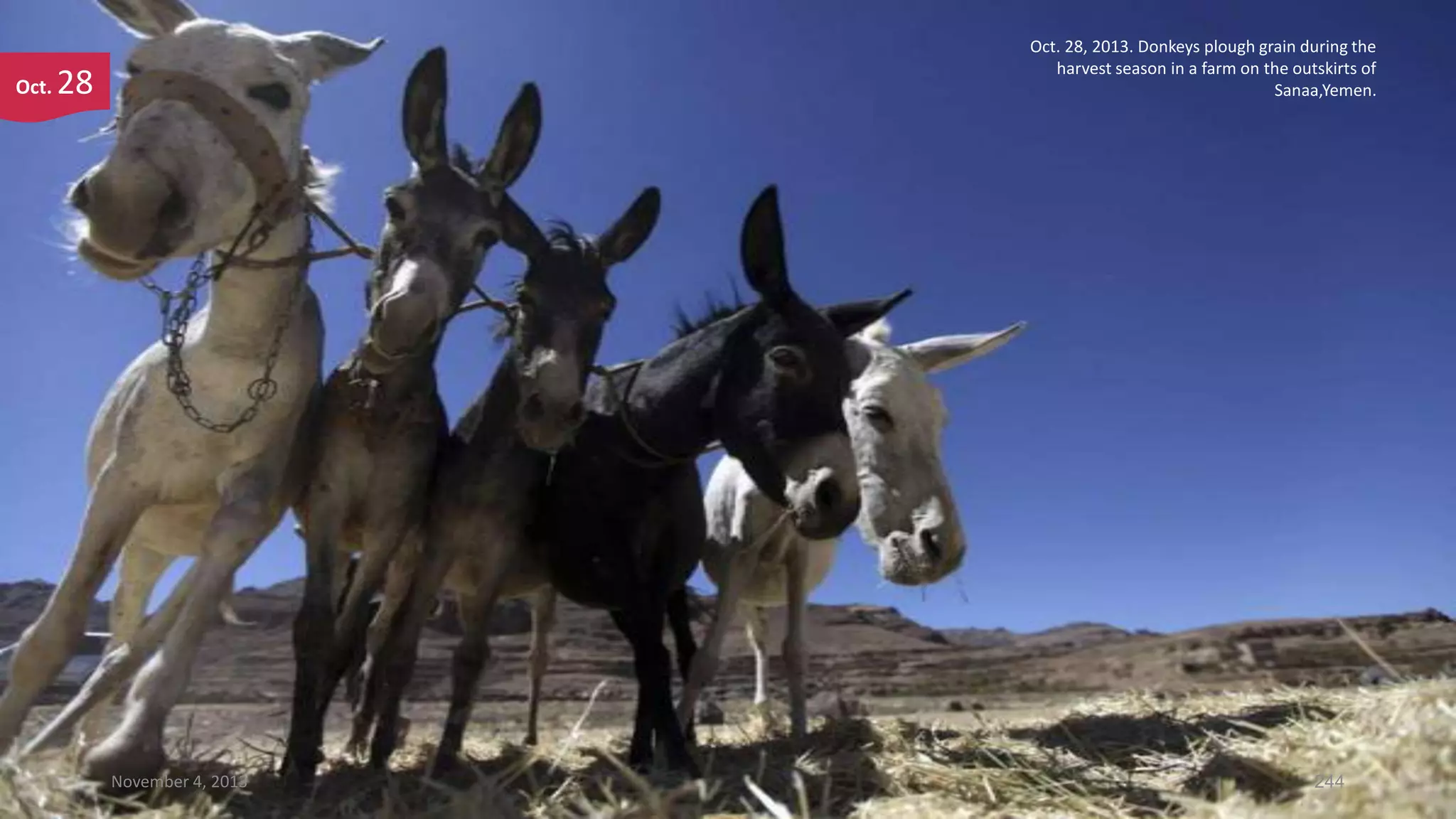 Oct.

Oct. 28, 2013. Donkeys plough grain during the
harvest season in a farm on the outskirts of
Sanaa,Yemen.

28

November 4, 2013

244

 
