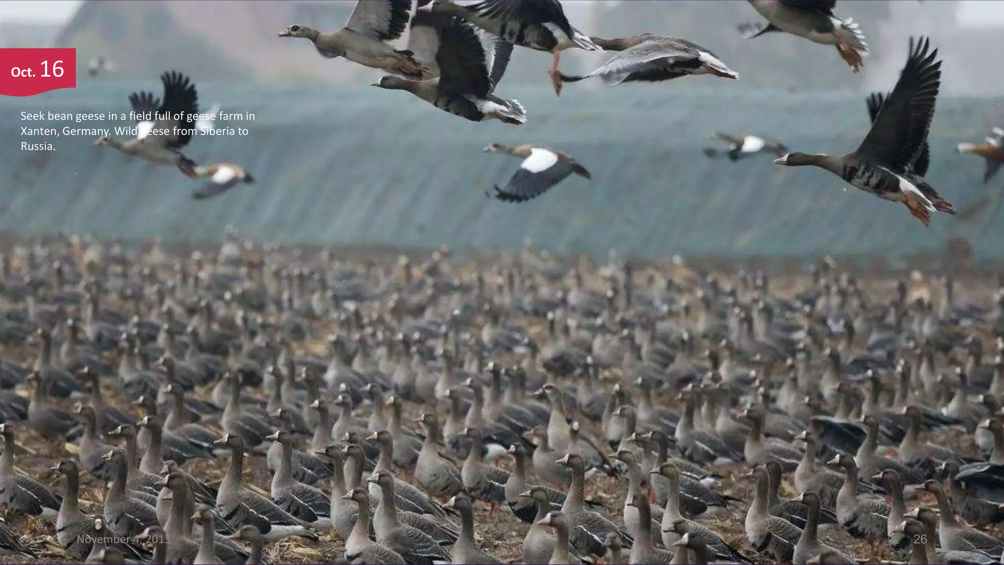 Oct.

16

Seek bean geese in a field full of geese farm in
Xanten, Germany. Wild geese from Siberia to
Russia.

November 4, 2013

26

 