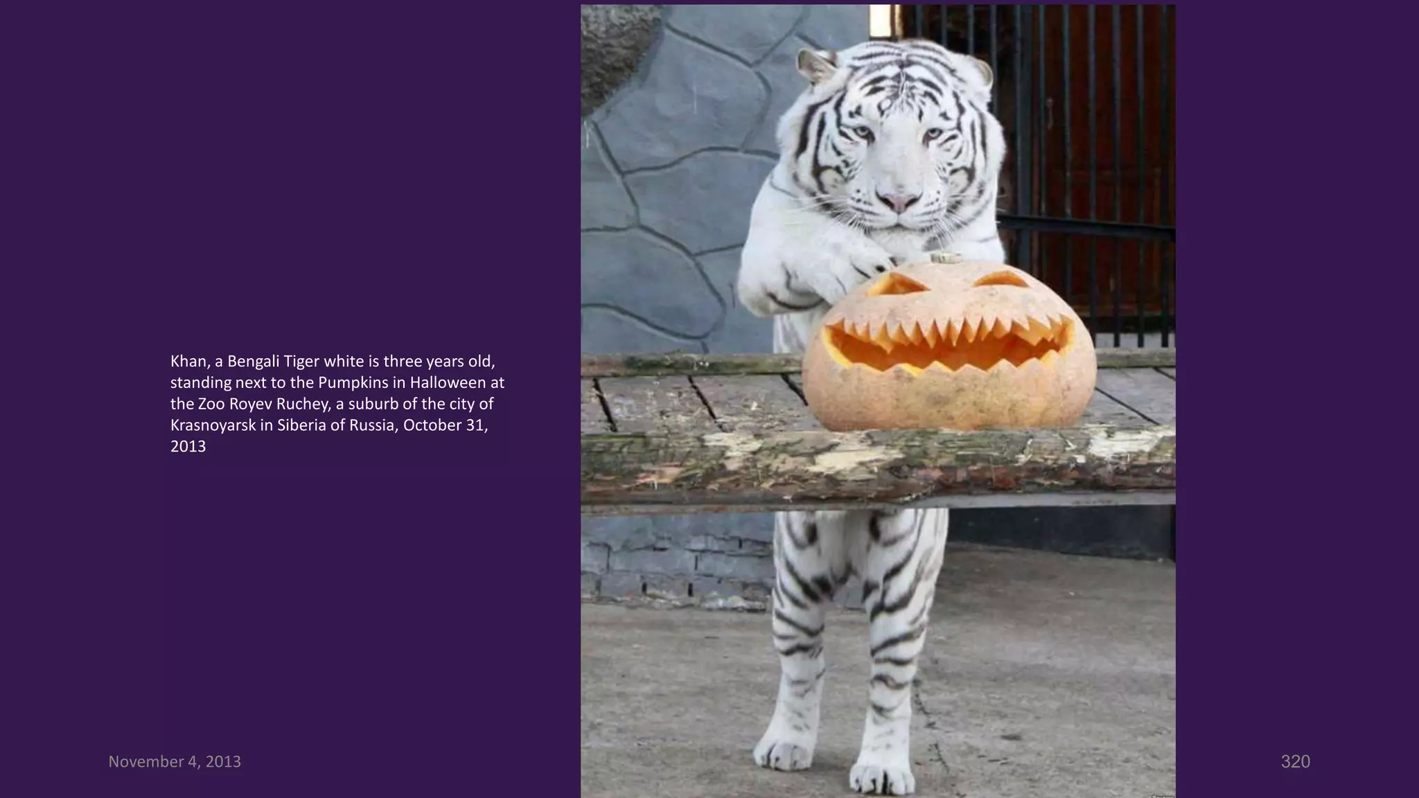 Khan, a Bengali Tiger white is three years old,
standing next to the Pumpkins in Halloween at
the Zoo Royev Ruchey, a suburb of the city of
Krasnoyarsk in Siberia of Russia, October 31,
2013

November 4, 2013

320

 