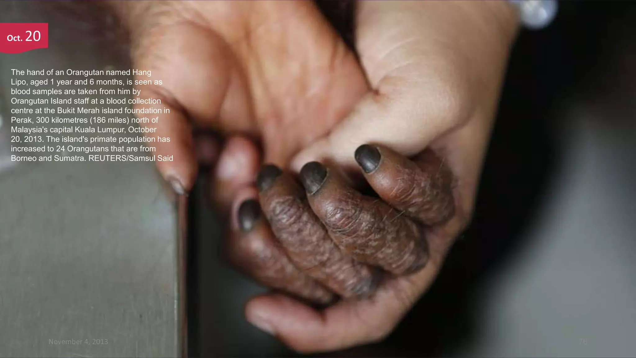 Oct.

20

The hand of an Orangutan named Hang
Lipo, aged 1 year and 6 months, is seen as
blood samples are taken from him by
Orangutan Island staff at a blood collection
centre at the Bukit Merah island foundation in
Perak, 300 kilometres (186 miles) north of
Malaysia's capital Kuala Lumpur, October
20, 2013. The island's primate population has
increased to 24 Orangutans that are from
Borneo and Sumatra. REUTERS/Samsul Said

November 4, 2013

76

 