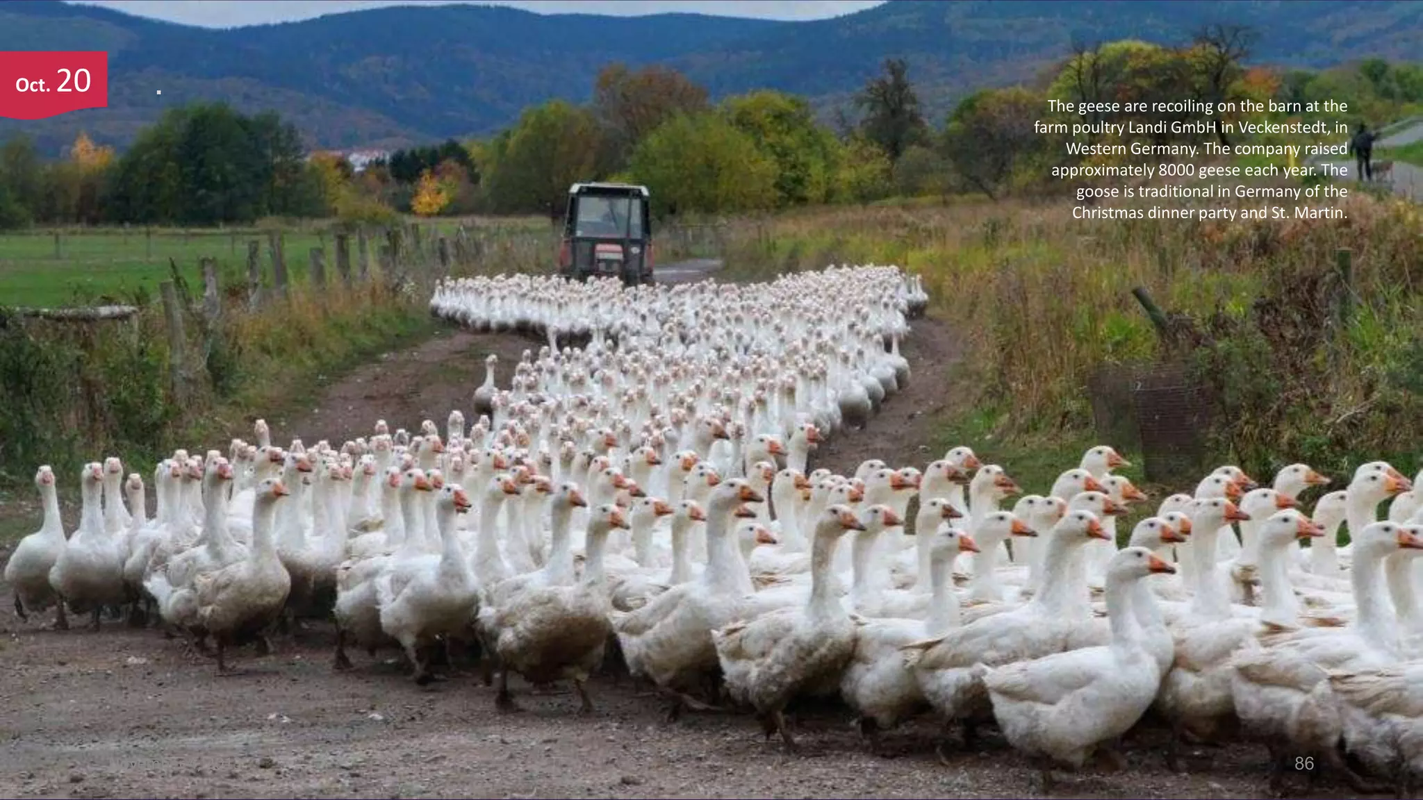 Oct.

20

.

November 4, 2013

The geese are recoiling on the barn at the
farm poultry Landi GmbH in Veckenstedt, in
Western Germany. The company raised
approximately 8000 geese each year. The
goose is traditional in Germany of the
Christmas dinner party and St. Martin.

86

 