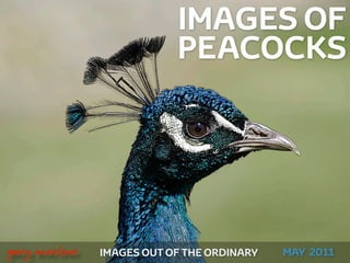IMAGES OF
                               PEACOCKS




!



    gary marlowe   IMAGES OUT OF THE ORDINARY   MAY 2011
 