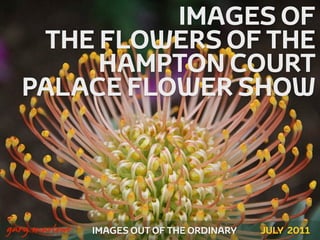 IMAGES OF
       THE FLOWERS OF THE
           HAMPTON COURT
      PALACE FLOWER SHOW



!



    gary marlowe   IMAGES OUT OF THE ORDINARY   JULY 2011
 