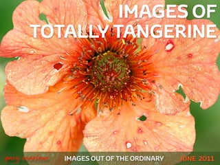 IMAGES OF
          TOTALLY TANGERINE




!



    gary marlowe   IMAGES OUT OF THE ORDINARY   JUNE 2011
 