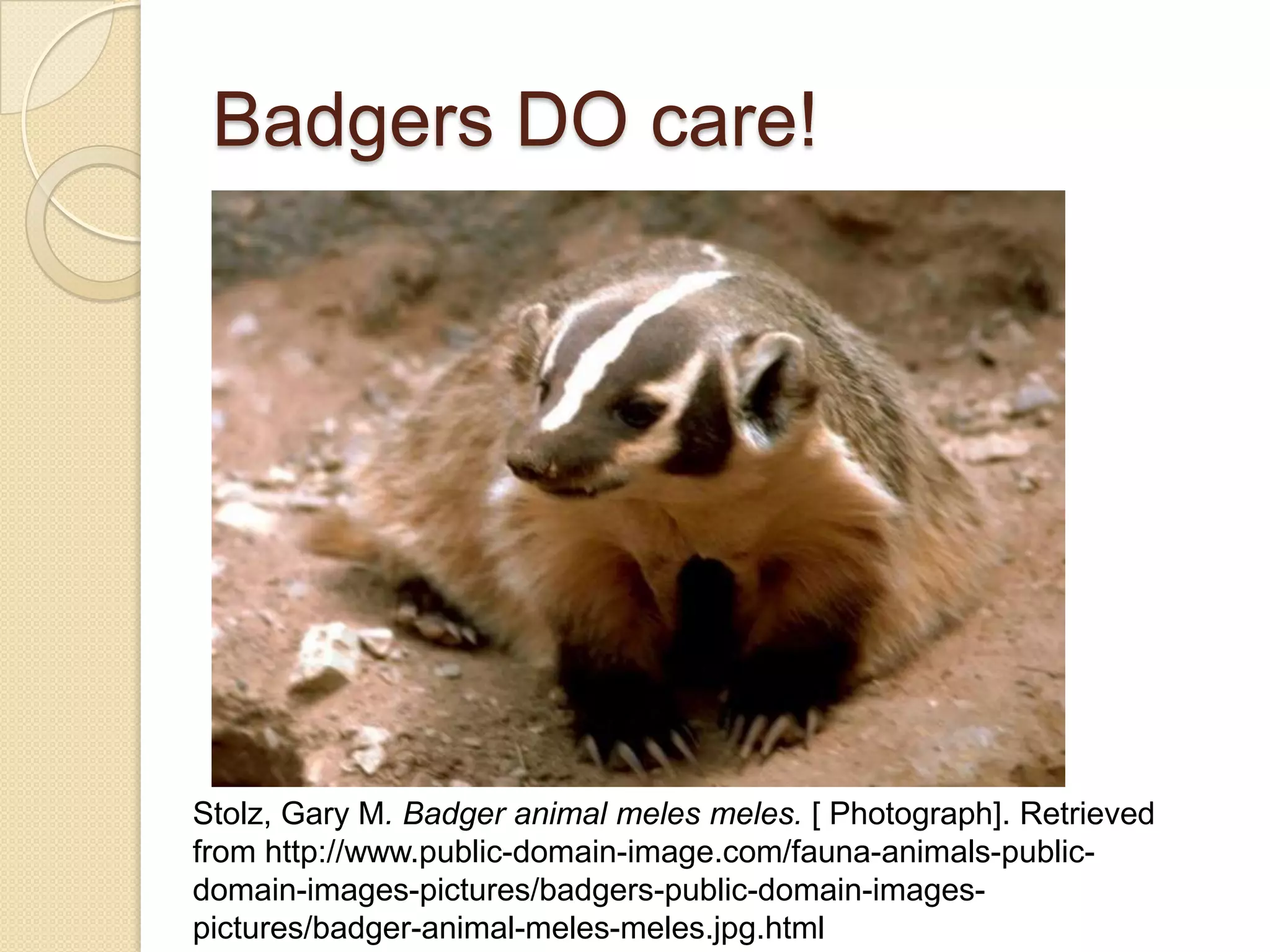 Badgers DO care!




Stolz, Gary M. Badger animal meles meles. [ Photograph]. Retrieved
from http://www.public-domain-image.com/fauna-animals-public-
domain-images-pictures/badgers-public-domain-images-
pictures/badger-animal-meles-meles.jpg.html
 