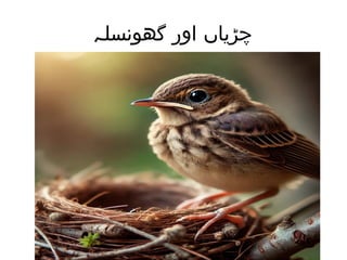 ‫گھونسلہ‬ ‫اور‬ ‫چڑیاں‬
 