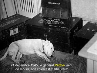 21 décembre 1945, le général Patton vient
de mourir, son chien est malheureux
 