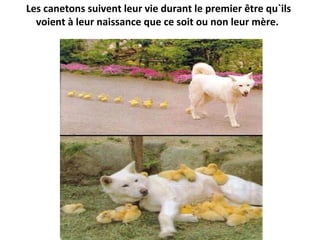 Les canetons suivent leur vie durant le premier être qu`ils
voient à leur naissance que ce soit ou non leur mère.
 
