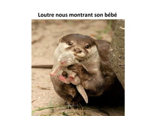 Loutre nous montrant son bébé
 