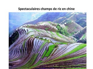 Spectaculaires champs de riz en chine
 