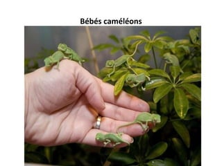 Bébés caméléons
 