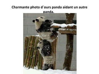 Charmante photo d`ours panda aidant un autre
panda.
 