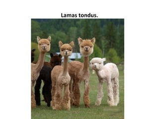 Lamas tondus.
 