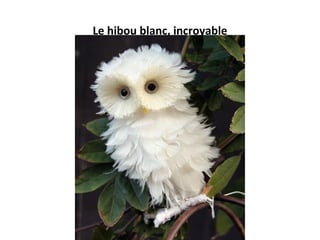 Le hibou blanc, incroyable
 