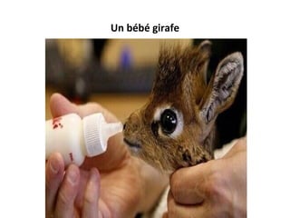 Un bébé girafe
 