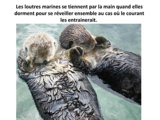 Les loutres marines se tiennent par la main quand elles
dorment pour se réveiller ensemble au cas où le courant
les entrainerait.
 