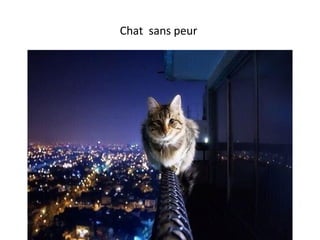 Chat sans peur
 