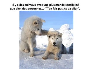 Il y a des animaux avec une plus grande sensibilité
que bien des personnes...-"T`en fais pas, ça va aller".
 