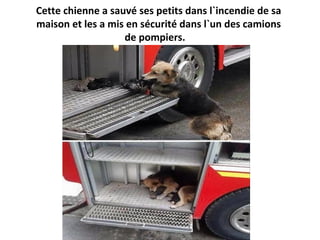 Cette chienne a sauvé ses petits dans l`incendie de sa
maison et les a mis en sécurité dans l`un des camions
de pompiers.
 